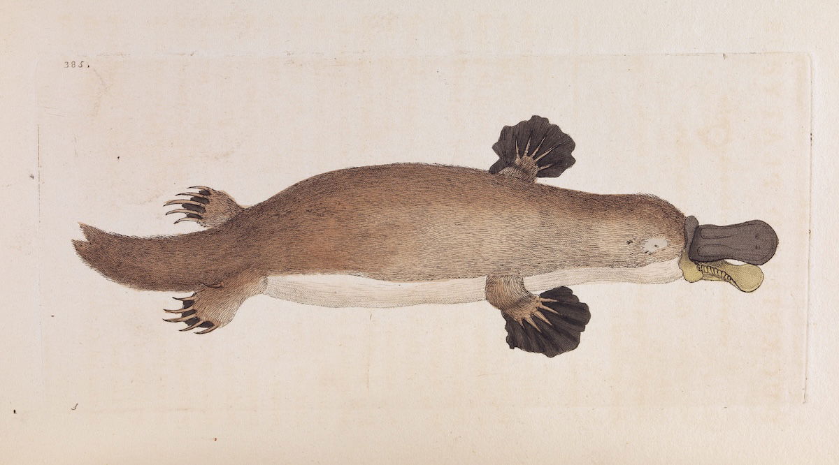 Illustration of a platypus published by F.P. Nodder, 1799. Wellcome Collection. Public Domain.