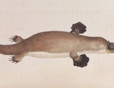 Illustration of a platypus published by F.P. Nodder, 1799. Wellcome Collection. Public Domain.