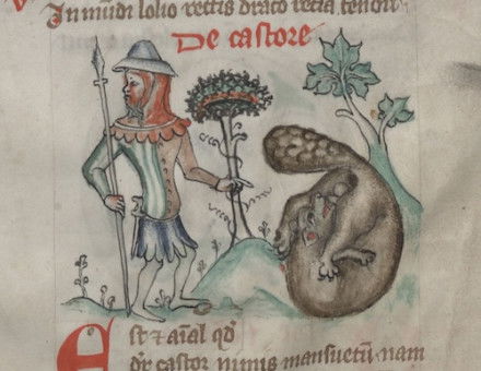 A hunter with a beaver biting off its testicles. Miniature from the Physiologus, 14th century. Bayerische Staatsbibliothek, Munich. Public Domain.