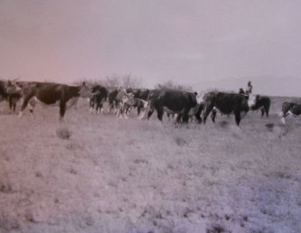 Tohono O’odham cowboy with cattle 1935. NARA. Public Domain.