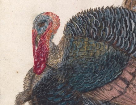Turkey, by Anselmus de Boodt, 1596-1610. Rijksmuseum. Public Domain.