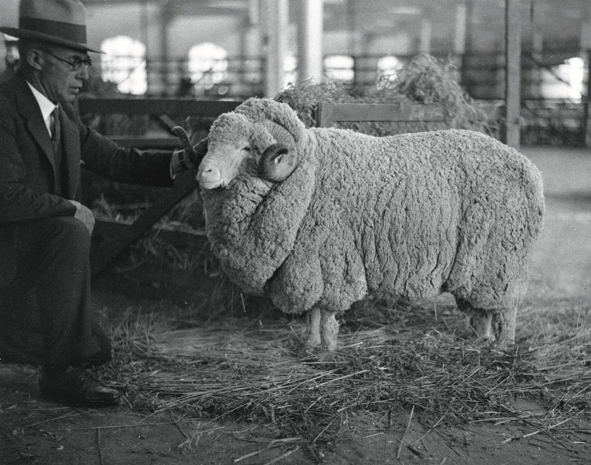 A stud merino ram, Boonoke, New South Wales, 1930s. State Library of New South Wales. Public Domain.