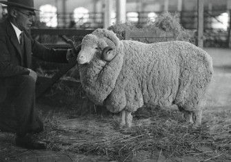 A stud merino ram, Boonoke, New South Wales, 1930s. State Library of New South Wales. Public Domain.