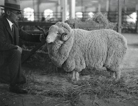 A stud merino ram, Boonoke, New South Wales, 1930s. State Library of New South Wales. Public Domain.
